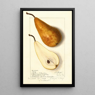 Pyrus communis Bosc - Ellen Isham Schutt — framed artwork on a wall