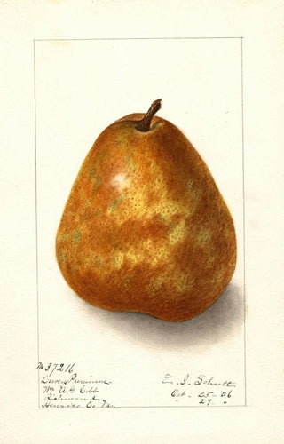 Pyrus communis Deweys Premium - Ellen Isham Schutt — artwork view