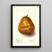 Pyrus communis Deweys Premium - Ellen Isham Schutt — framed artwork on a wall