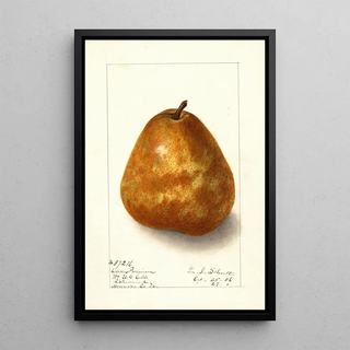 Pyrus communis Deweys Premium - Ellen Isham Schutt — framed artwork on a wall