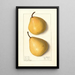Pyrus communis Howell - Ellen Isham Schutt — framed artwork on a wall