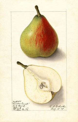 Pyrus communis Lawson Comet - Ellen Isham Schutt — artwork view