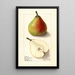Pyrus communis Lawson Comet - Ellen Isham Schutt — framed artwork on a wall