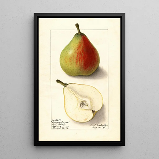 Pyrus communis Lawson Comet - Ellen Isham Schutt — framed artwork on a wall