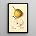 Pyrus communis Lincoln - Ellen Isham Schutt — framed artwork on a wall