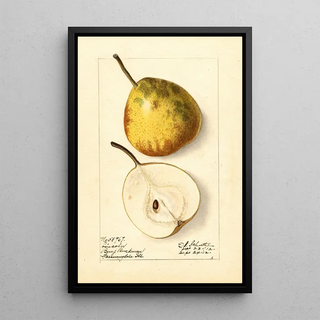 Pyrus communis Lincoln - Ellen Isham Schutt — framed artwork on a wall