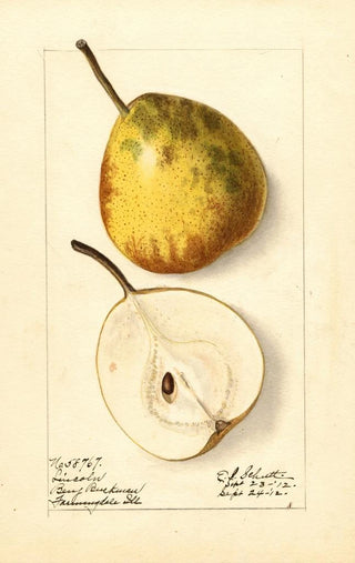 Pyrus communis Lincoln - Ellen Isham Schutt — artwork view