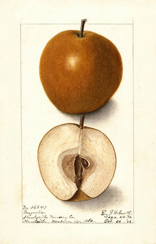 Pyrus communis Magnolia - Ellen Isham Schutt — artwork view
