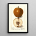 Pyrus communis Magnolia - Ellen Isham Schutt — framed artwork on a wall