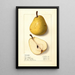Pyrus communis Onondaga - Ellen Isham Schutt — framed artwork on a wall