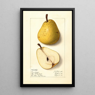 Pyrus communis Onondaga - Ellen Isham Schutt — framed artwork on a wall