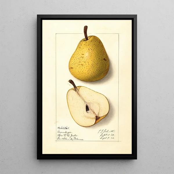 Pyrus communis Onondaga - Ellen Isham Schutt — framed artwork on a wall