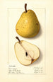 Pyrus communis Onondaga - Ellen Isham Schutt — artwork view