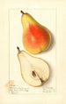 Pyrus communis Souvenir du Congrès - Ellen Isham Schutt — artwork view