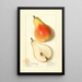 Pyrus communis Souvenir du Congrès - Ellen Isham Schutt — framed artwork on a wall