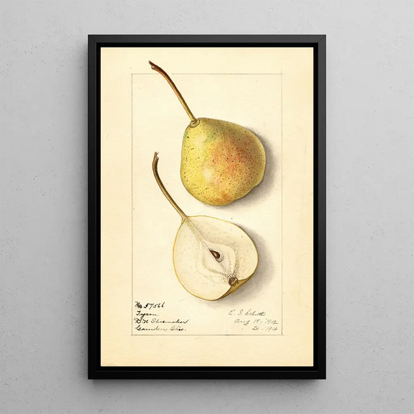 Pyrus communis Tyson - Ellen Isham Schutt — framed artwork on a wall