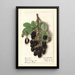 Rubus Agawam - Ellen Isham Schutt — framed artwork on a wall