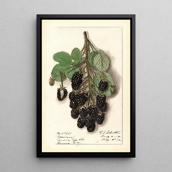 Rubus Agawam - Ellen Isham Schutt — framed artwork on a wall