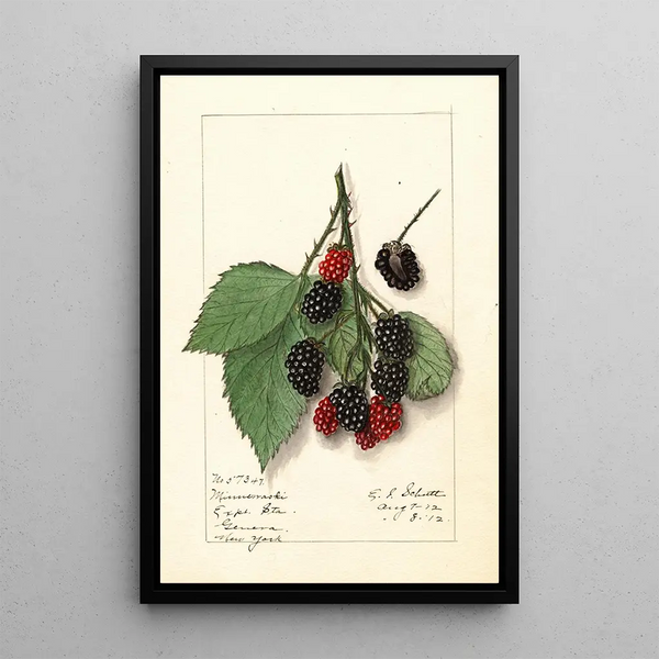 Rubus Minnervaski - Ellen Isham Schutt — framed artwork on a wall