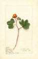Rubus chamaemorus - Ellen Isham Schutt — artwork view
