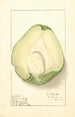 Sechium edule - Ellen Isham Schutt — artwork view