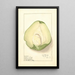 Sechium edule - Ellen Isham Schutt — framed artwork on a wall