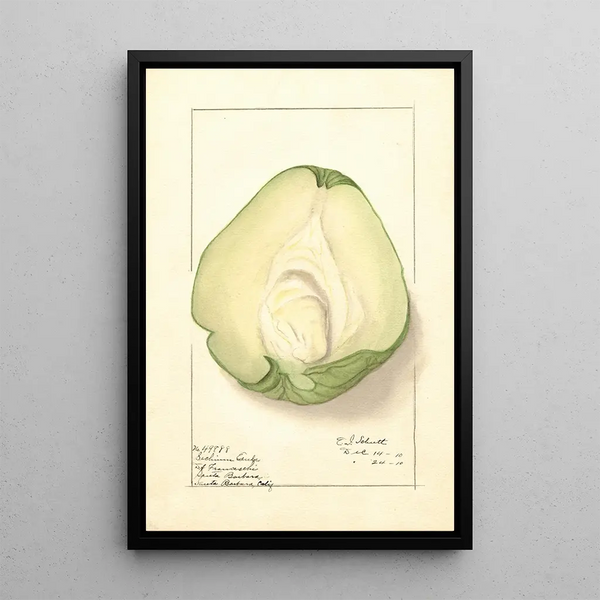 Sechium edule - Ellen Isham Schutt — framed artwork on a wall