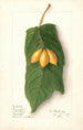 Vasconcellea quercifolia - Ellen Isham Schutt — artwork view