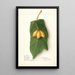 Vasconcellea quercifolia - Ellen Isham Schutt — framed artwork on a wall