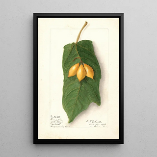 Ellen Isham Schutt - Vasconcellea quercifolia.webp