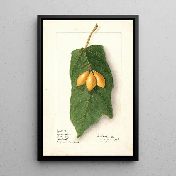 Vasconcellea quercifolia - Ellen Isham Schutt — framed artwork on a wall