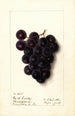 Vitis - Ellen Isham Schutt — artwork view