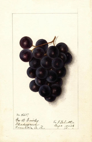 Vitis - Ellen Isham Schutt — artwork view