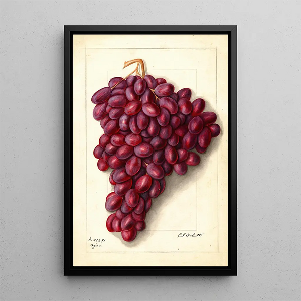 Vitis Ajun - Ellen Isham Schutt — framed artwork on a wall