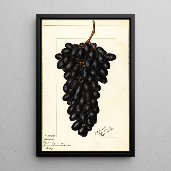 Vitis Askarie - Ellen Isham Schutt — framed artwork on a wall