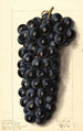 Vitis Campbells Early - Ellen Isham Schutt — artwork view
