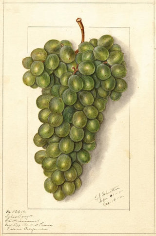 Vitis Feher Szagos - Ellen Isham Schutt — artwork view