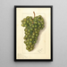 Vitis Feher Szagos - Ellen Isham Schutt — framed artwork on a wall