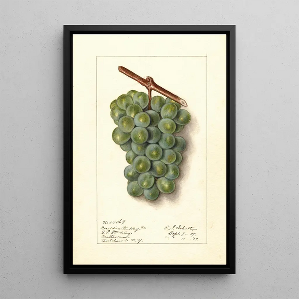 Vitis Geraldine Studley - Ellen Isham Schutt — framed artwork on a wall