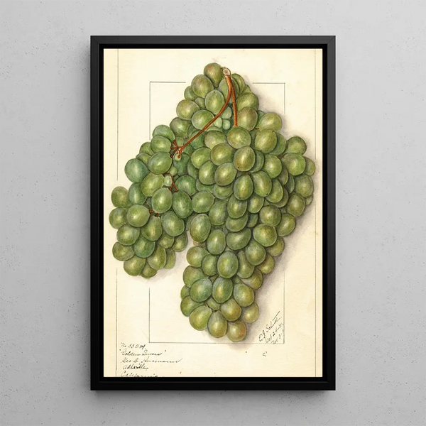 Vitis Golden Queen - Ellen Isham Schutt — framed artwork on a wall