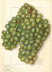 Vitis Golden Queen - Ellen Isham Schutt — artwork view