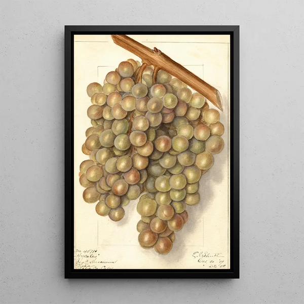 Vitis Hycales - Ellen Isham Schutt — framed artwork on a wall