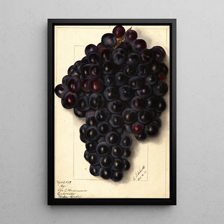 Ellen Isham Schutt - Vitis Key.webp