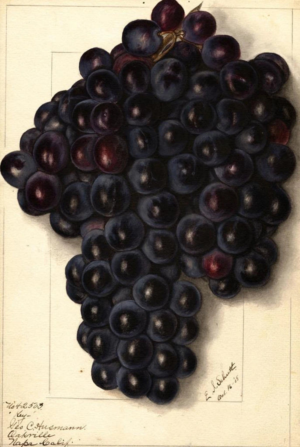 Vitis Key - Ellen Isham Schutt — framed artwork on a wall