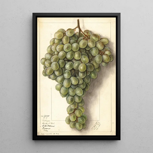 Vitis Malaga - Ellen Isham Schutt — framed artwork on a wall