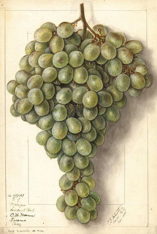 Ellen Isham Schutt - Vitis Malaga.webp