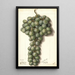 Vitis Mascat - Ellen Isham Schutt — framed artwork on a wall