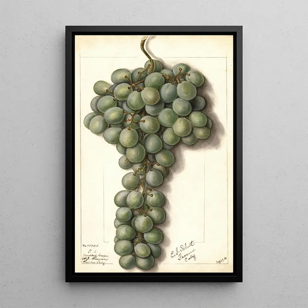 Vitis Mascat - Ellen Isham Schutt — framed artwork on a wall