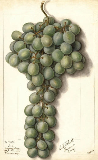 Vitis Mascat - Ellen Isham Schutt — artwork view