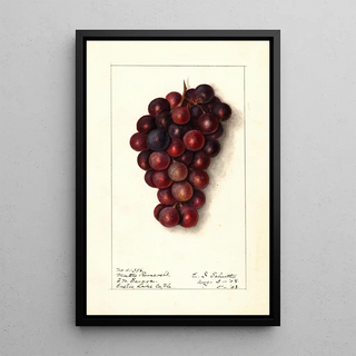 Ellen Isham Schutt - Vitis Masters Roosevelt.webp